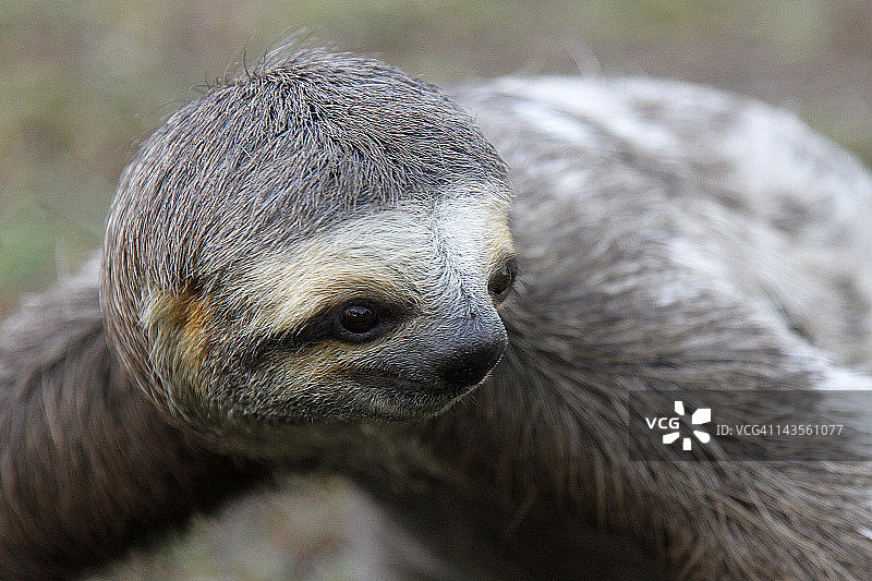 棕喉三趾树懒图片素材