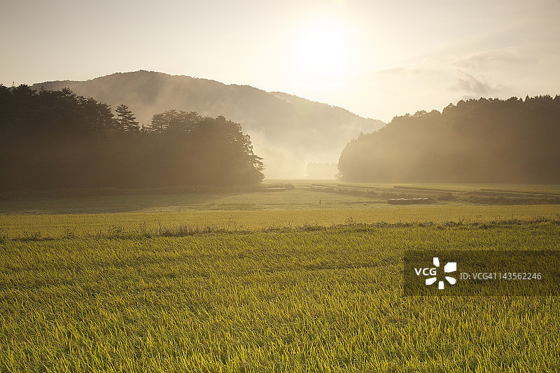 清晨稻田图片素材