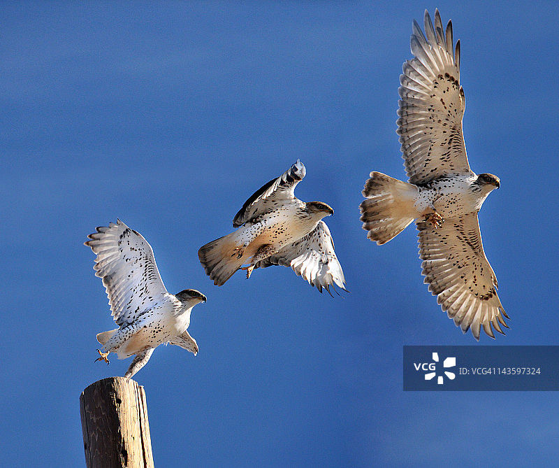 飞翔中的铁锈鹰图片素材