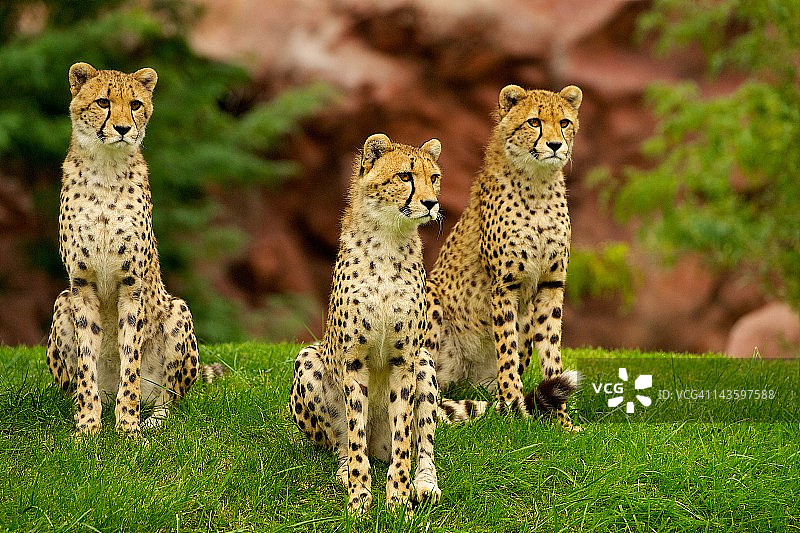 山丘上的三只猎豹图片素材