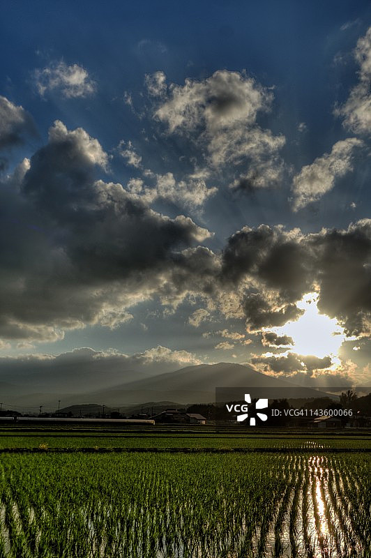 稻田日落景观图片素材