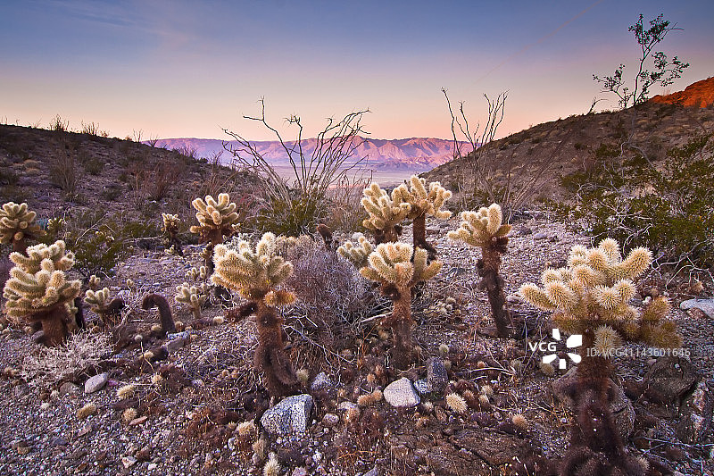 棒状仙人掌花园图片素材