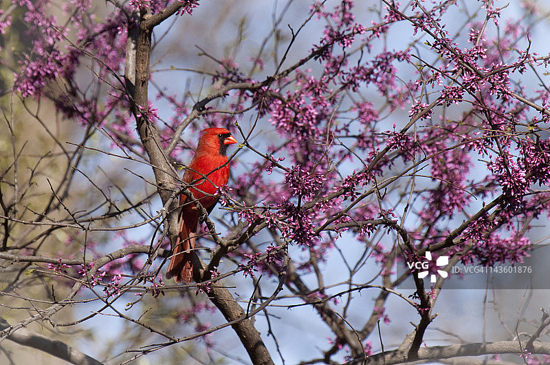 栖息在树上的北方红雀图片素材
