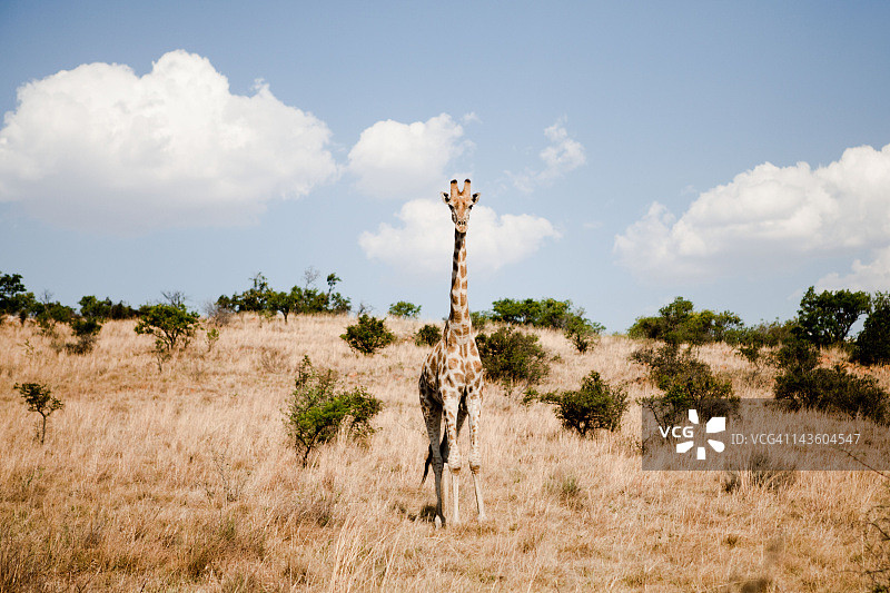 在野生动物园中站立的长颈鹿图片素材