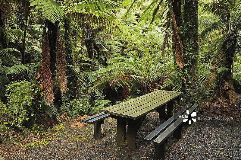 塔拉布尔加国家公园的温带雨林图片素材