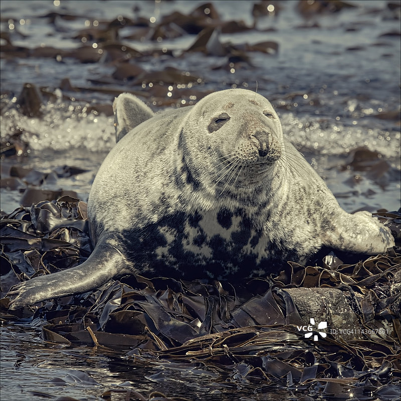快乐微笑的海豹图片素材