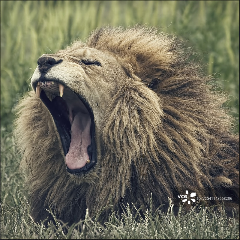 狮子的怒吼图片素材