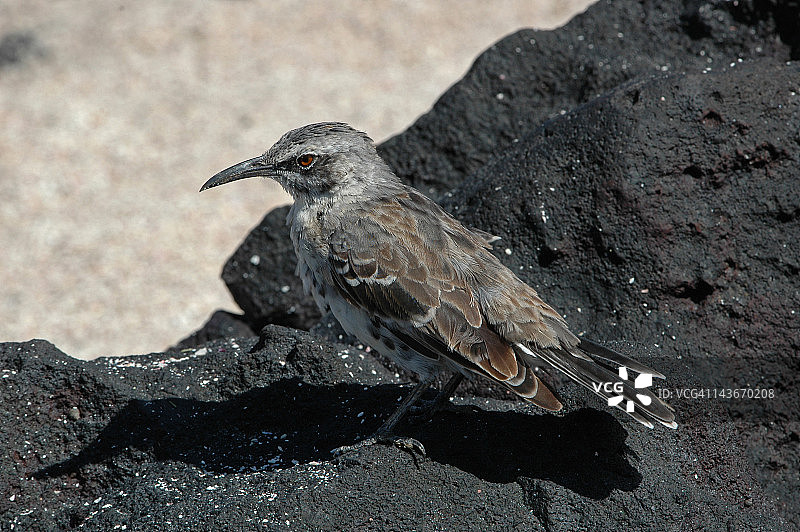 加拉帕戈斯嘲鸫图片素材