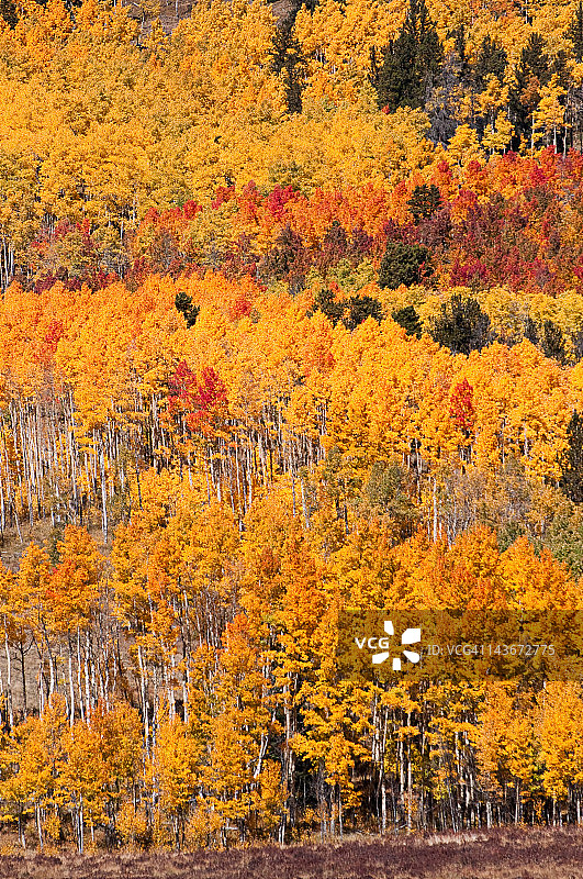 科罗拉多州的秋叶图片素材