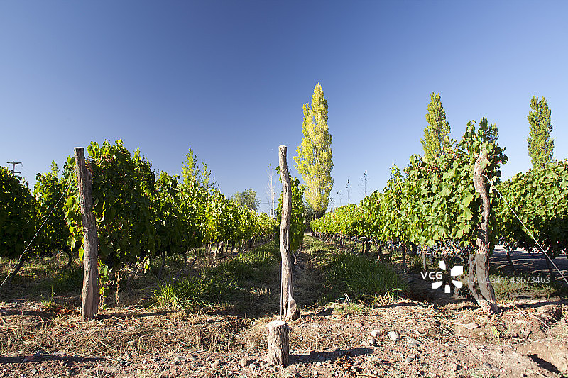 安第斯山脉山麓的门多萨葡萄酒厂图片素材