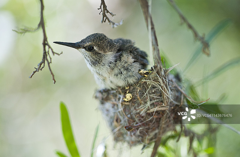 准备离开鸟巢的幼年科斯塔蜂鸟图片素材