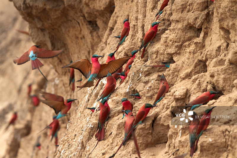 绯胸蜂虎图片素材