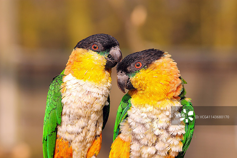 橙翅亚马逊鹦鹉图片素材