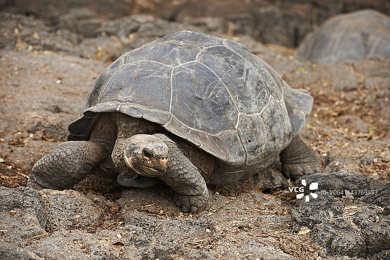 加拉帕戈斯象龟，学名：Chelonoidis nigra图片素材