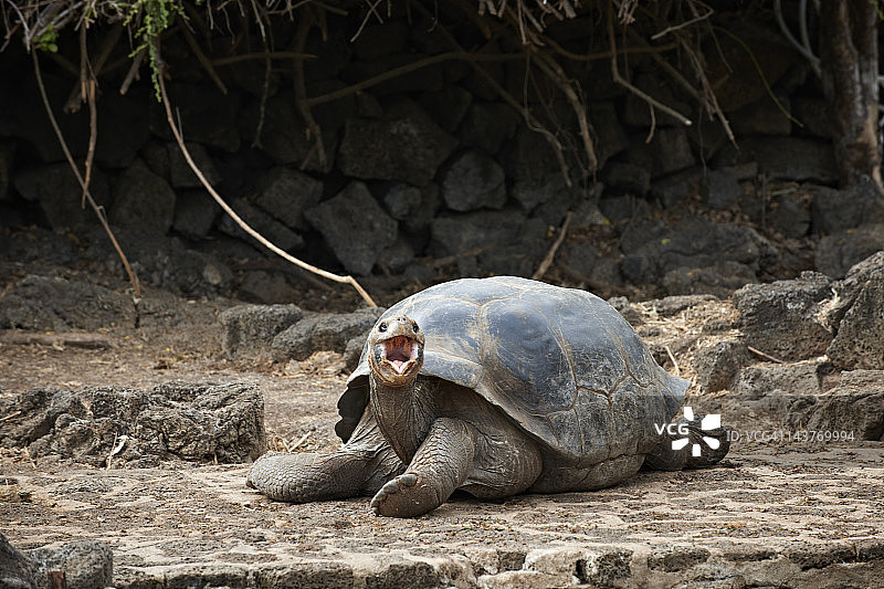 加拉帕戈斯象龟，学名：Chelonoidis nigra图片素材