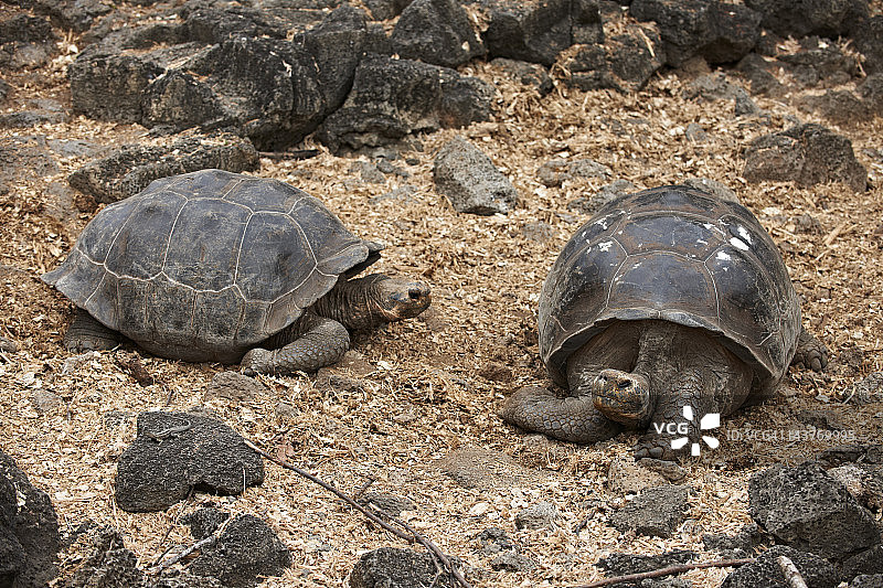 加拉帕戈斯象龟，学名：Chelonoidis nigra图片素材