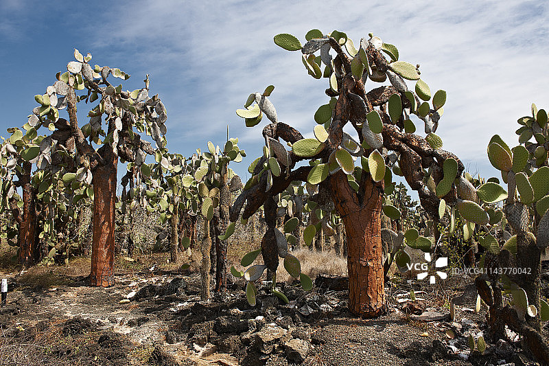 加拉帕戈斯巨型仙人掌图片素材