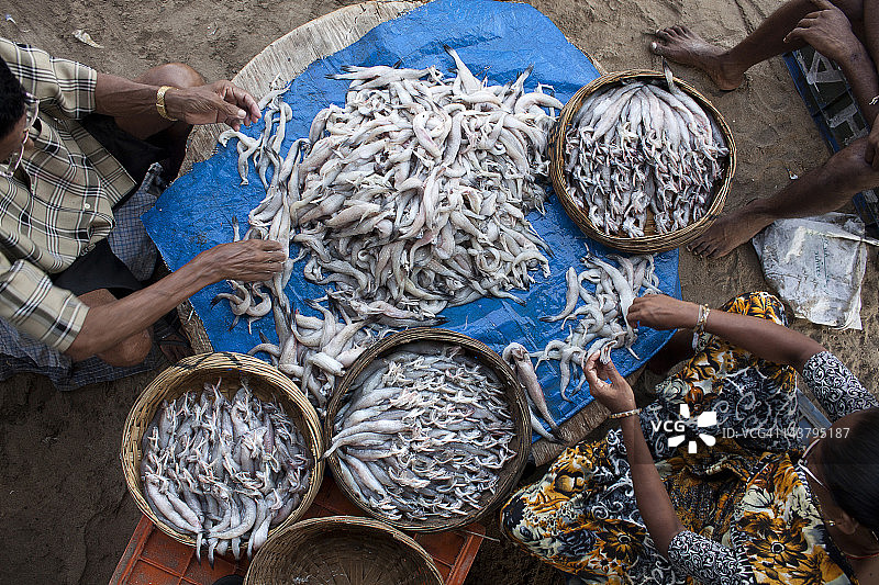 渔民夫妇在捆绑孟买鸭图片素材