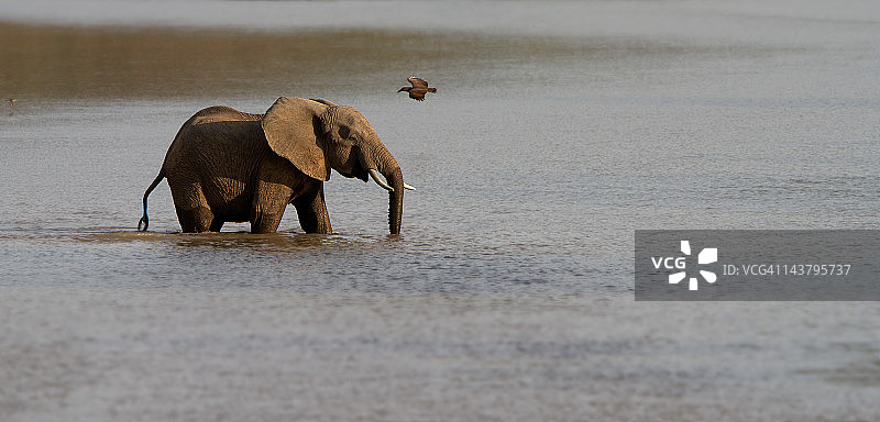 河流中的大象图片素材