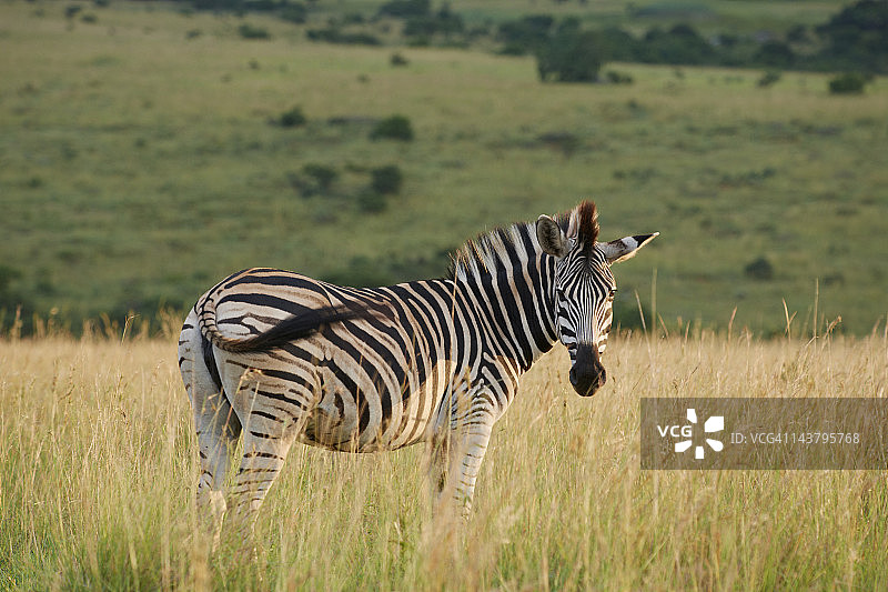 草原斑马图片素材