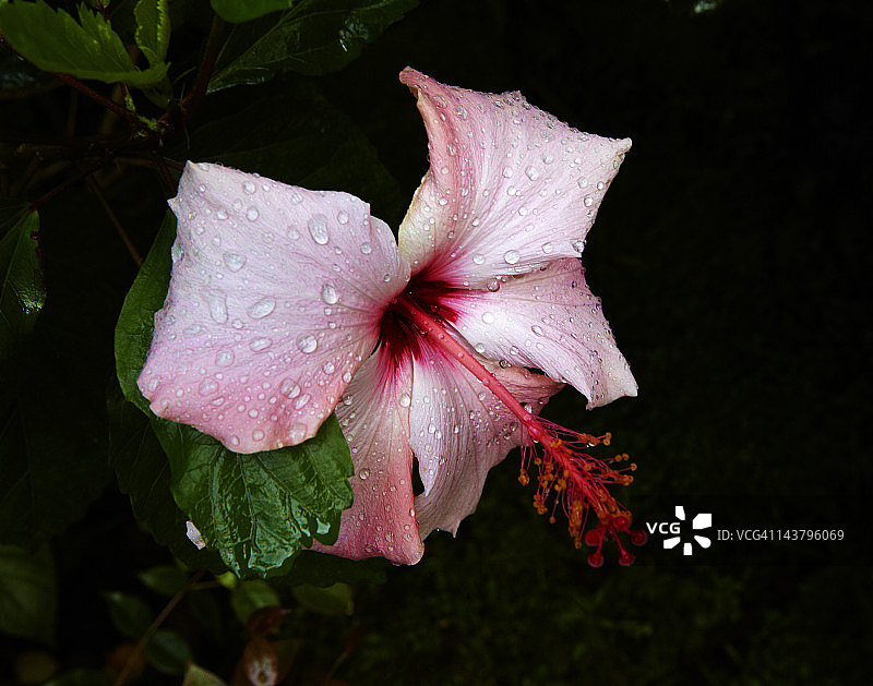粉色的芙蓉图片素材