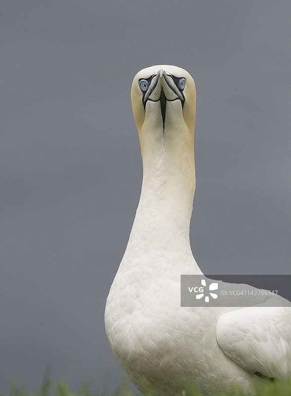北方塘鹅好奇的眼神图片素材
