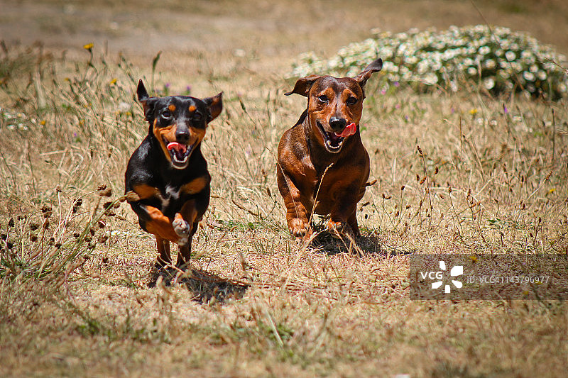 两只狗奔跑图片素材