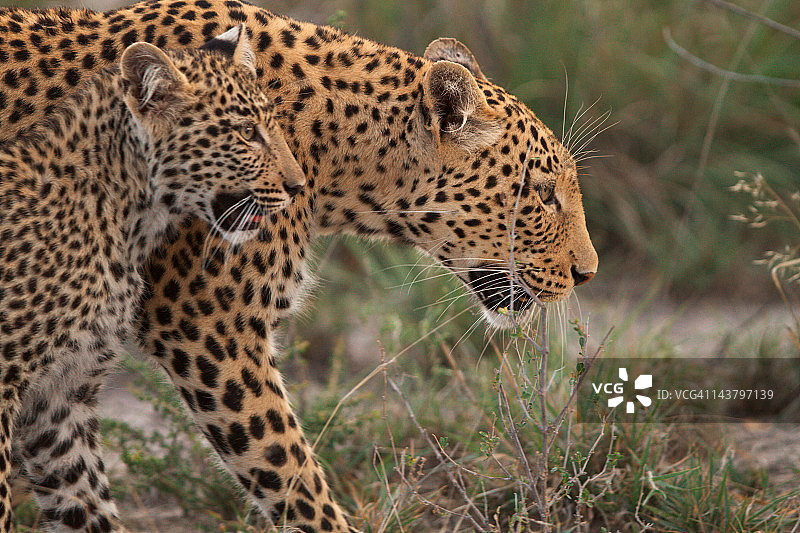 小豹一家图片素材