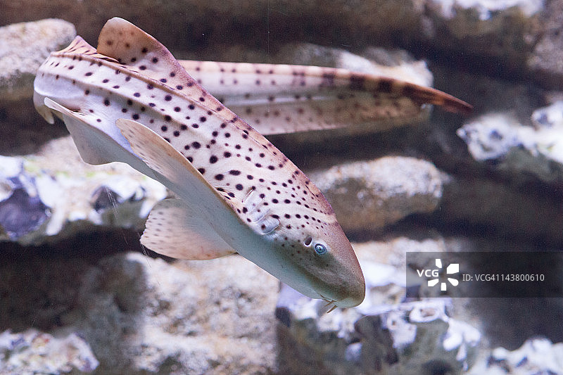 豹纹鲨图片素材