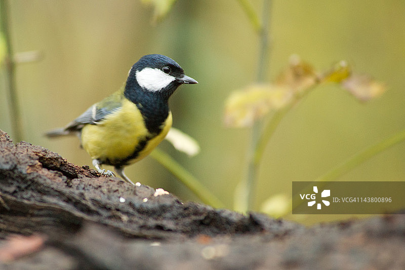 大山雀图片素材
