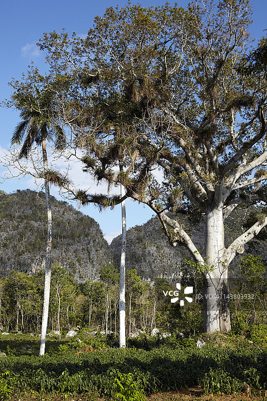 以莫戈特山为背景的本土树木图片素材