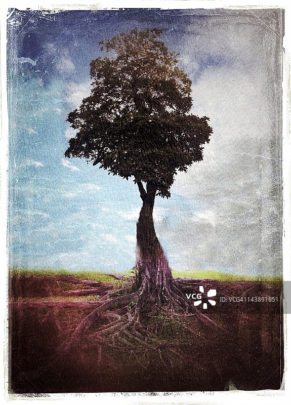 根部外露的树木图片素材