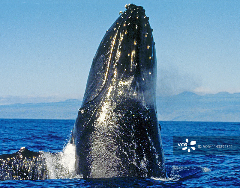 座头鲸图片素材