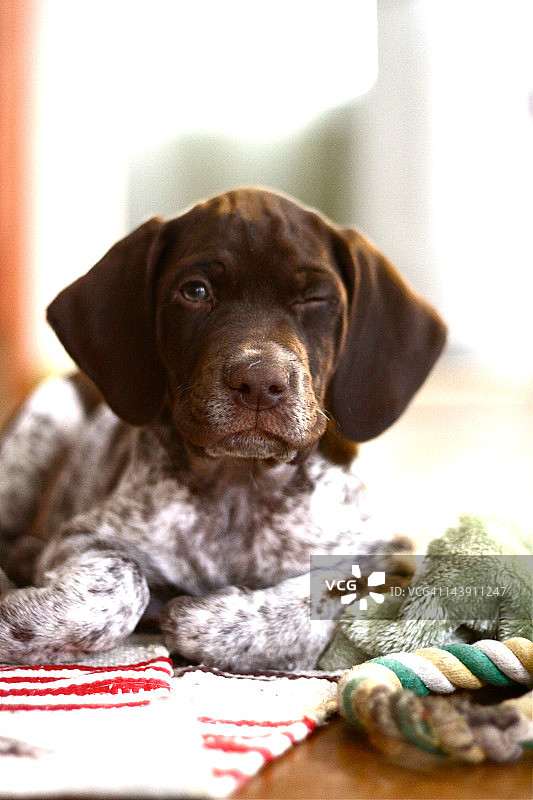 眨眼的幼犬图片素材