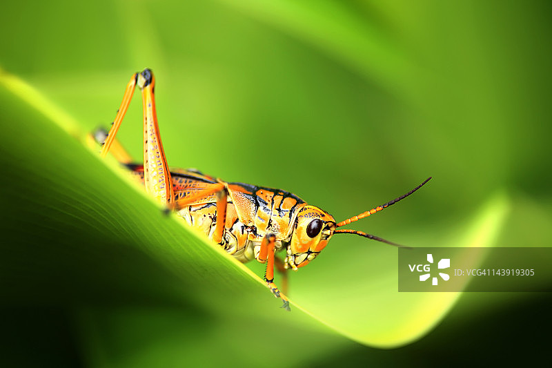 绿叶上的蚱蜢图片素材