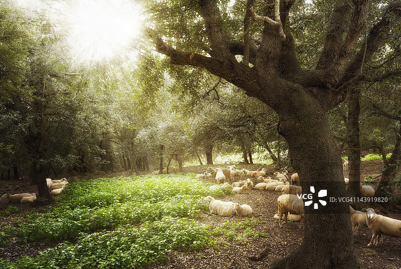 草地上的绵羊图片素材