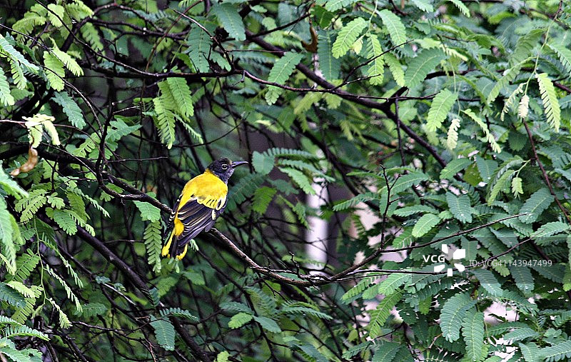 黑头黄鹂图片素材