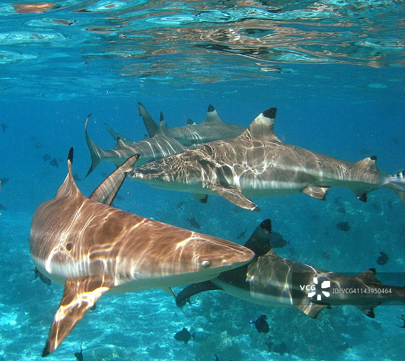 黑鳍鲨鱼，茉莉雅图片素材