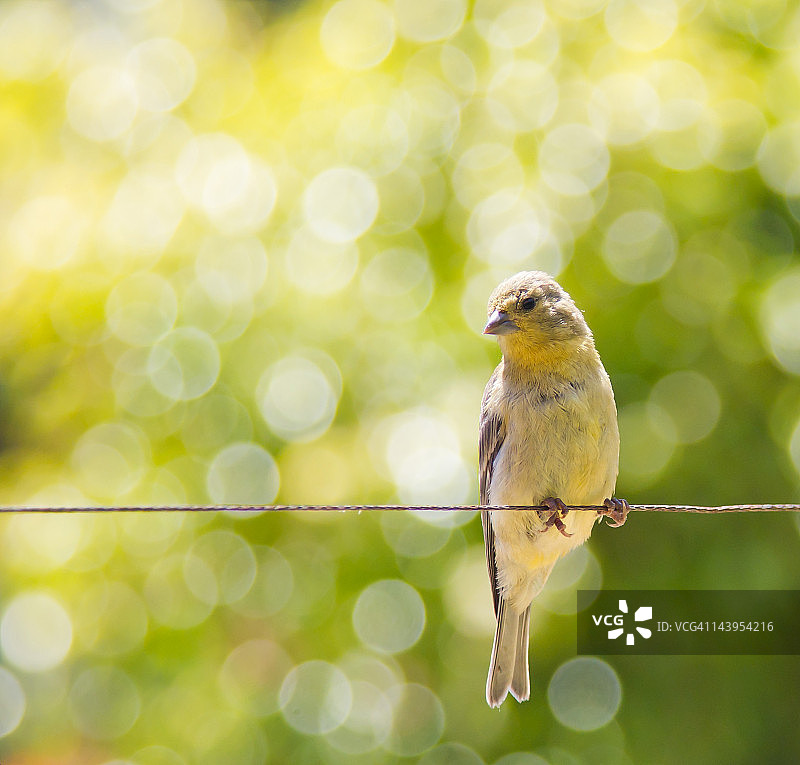 栖息在电线上的黄色鸟图片素材