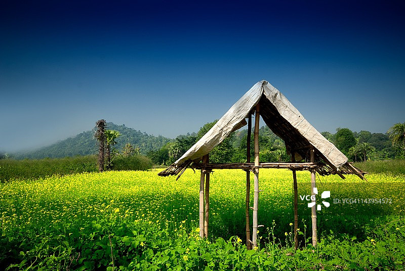 芥菜田里的小屋图片素材