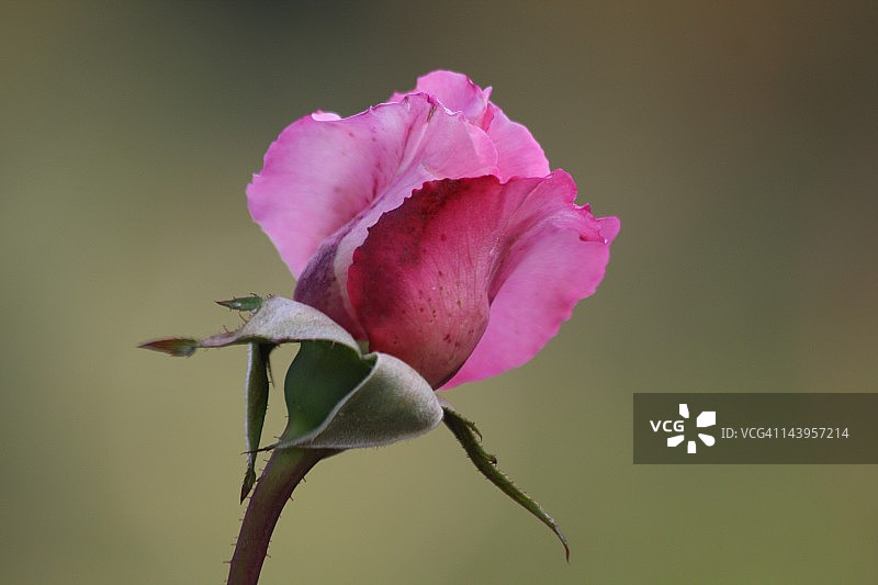植物园的粉色玫瑰图片素材