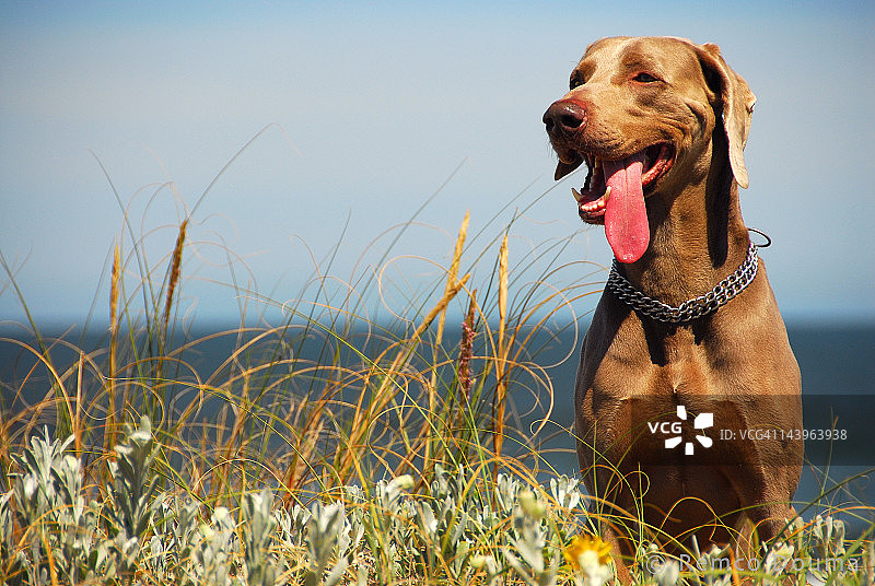 在海滩上的狗图片素材