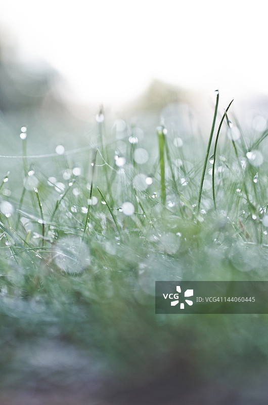 草地上的雨滴图片素材
