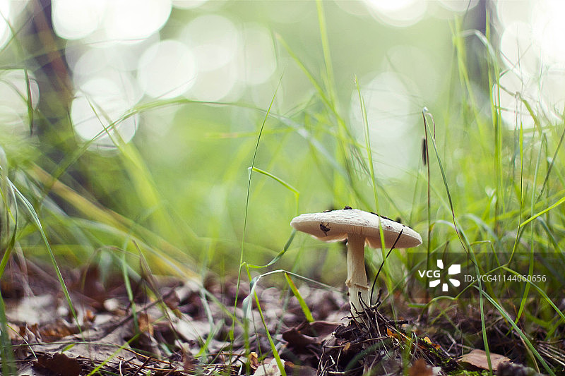 蘑菇图片素材