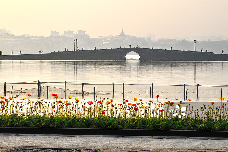 湖边的花朵图片素材
