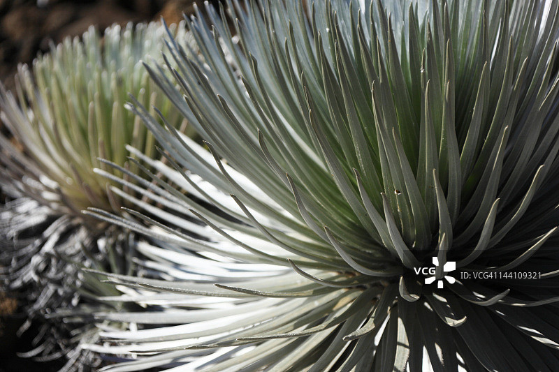 生长在哈莱阿卡拉火山的银剑图片素材