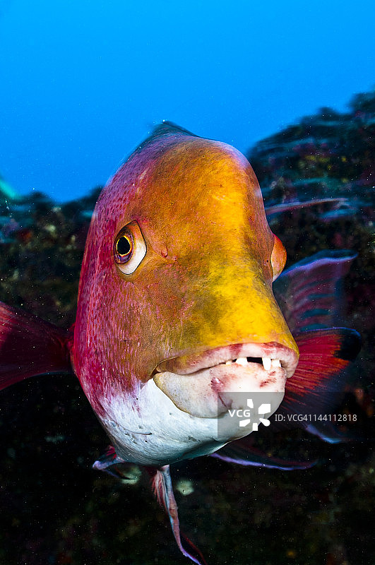 哥斯达黎加科科斯岛猪鱼图片素材