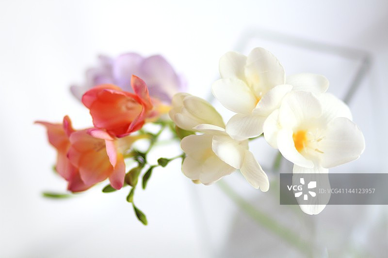 玻璃花瓶中的小苍兰图片素材