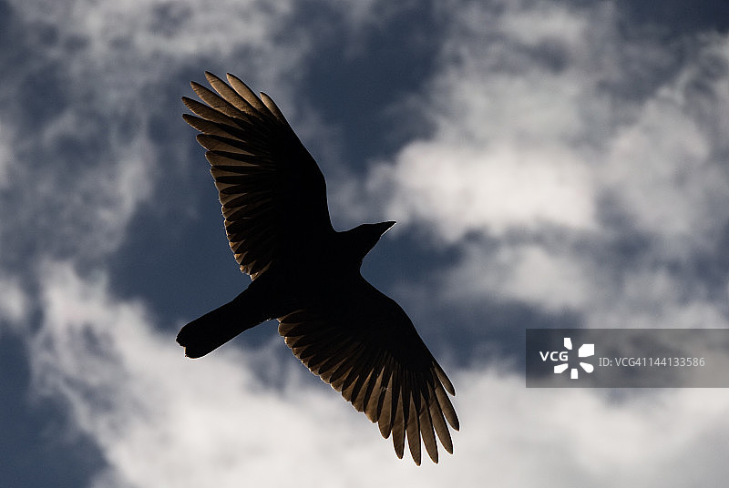 飞行中的乌鸦图片素材