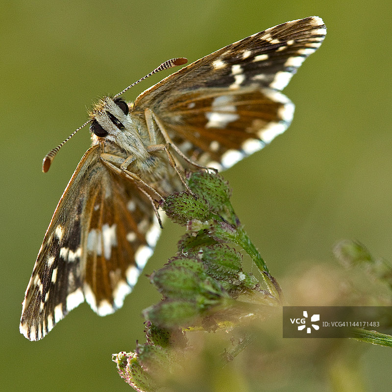 槲栎银纹尾眼蝶图片素材